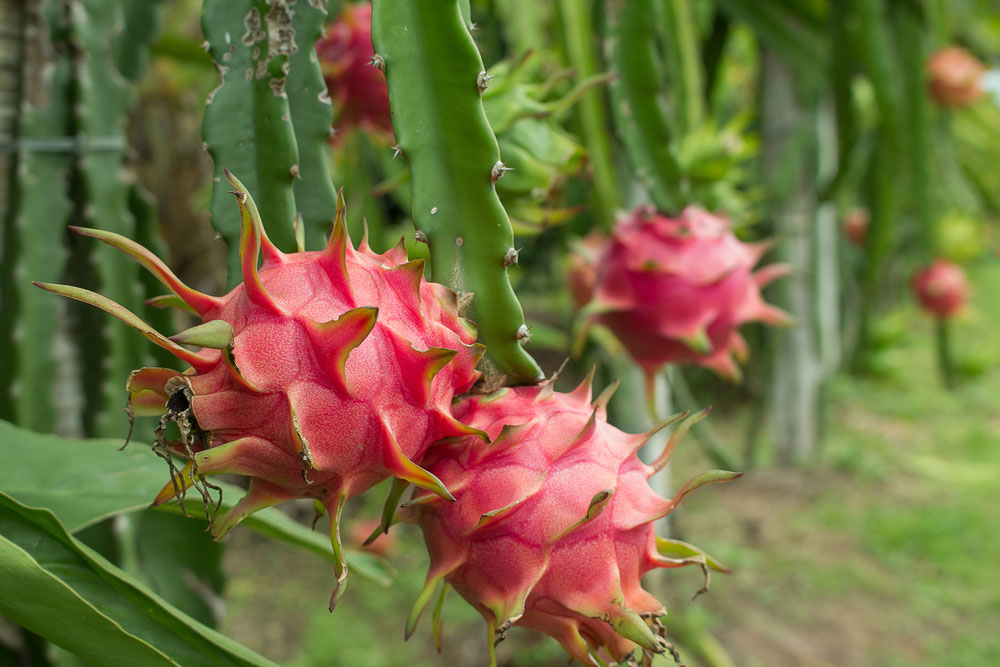 delita the dragonfruit